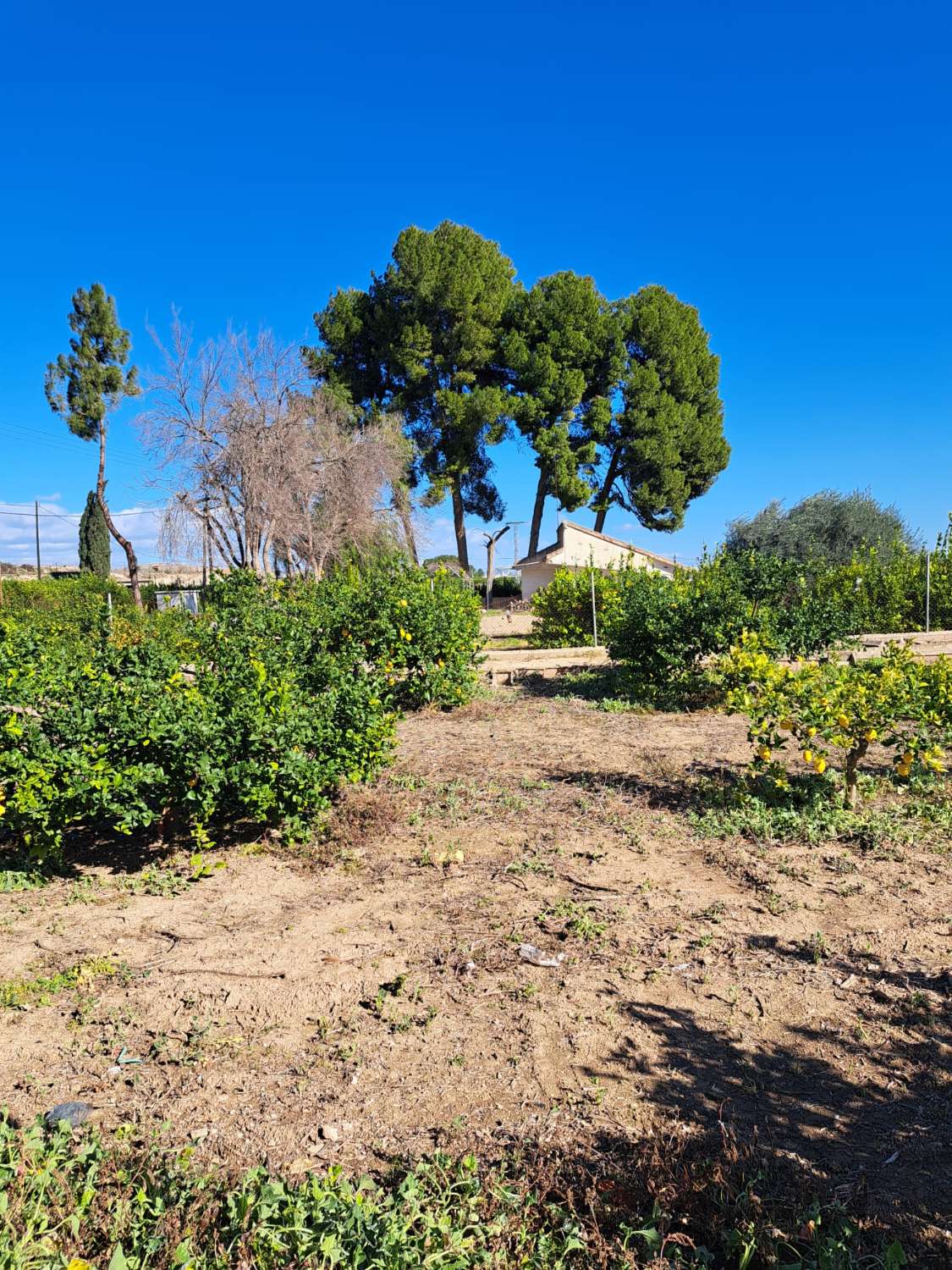 Finca rústica con casa en Librilla (Murcia)