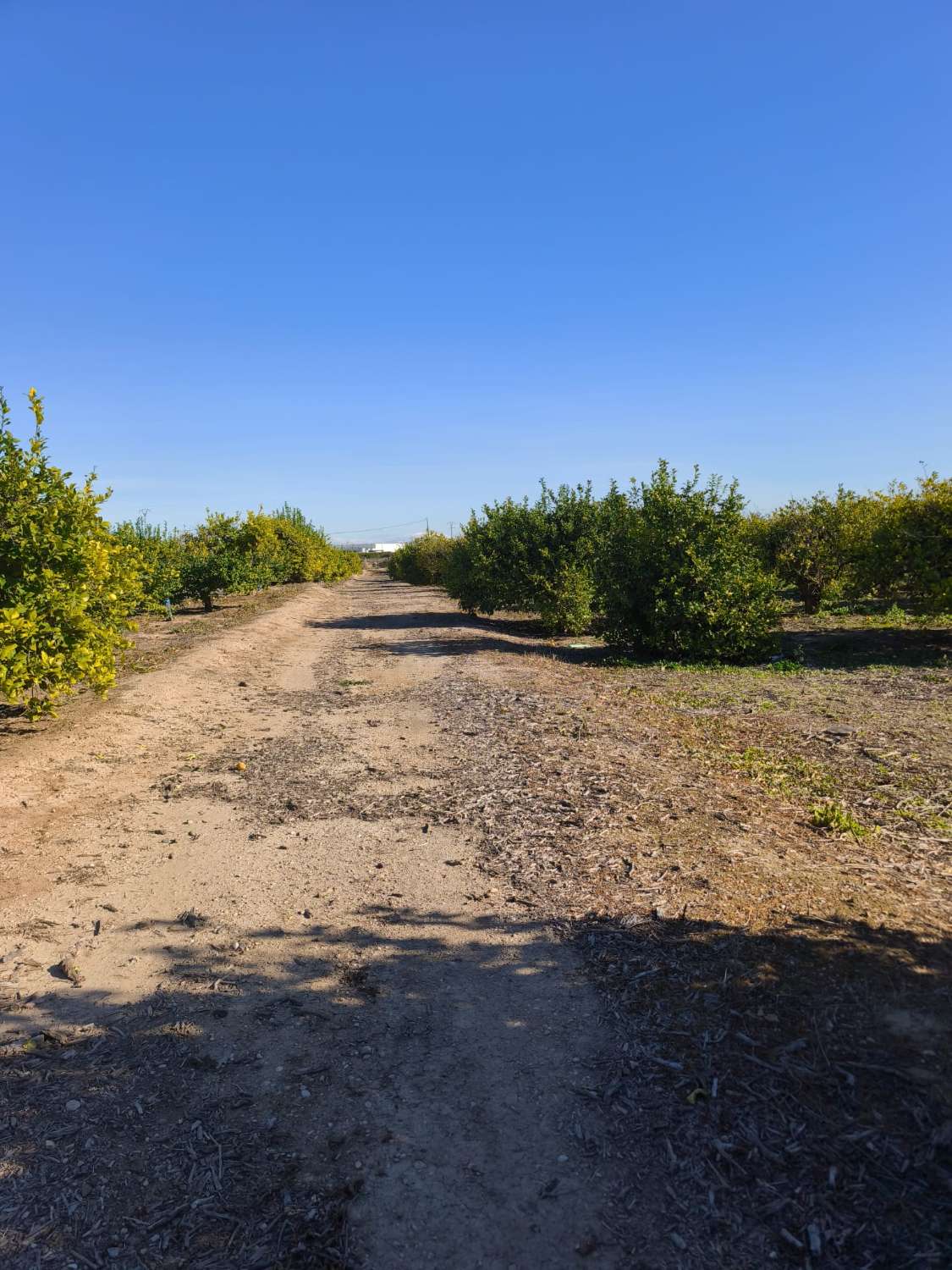 Finca rústica con casa en Librilla (Murcia)