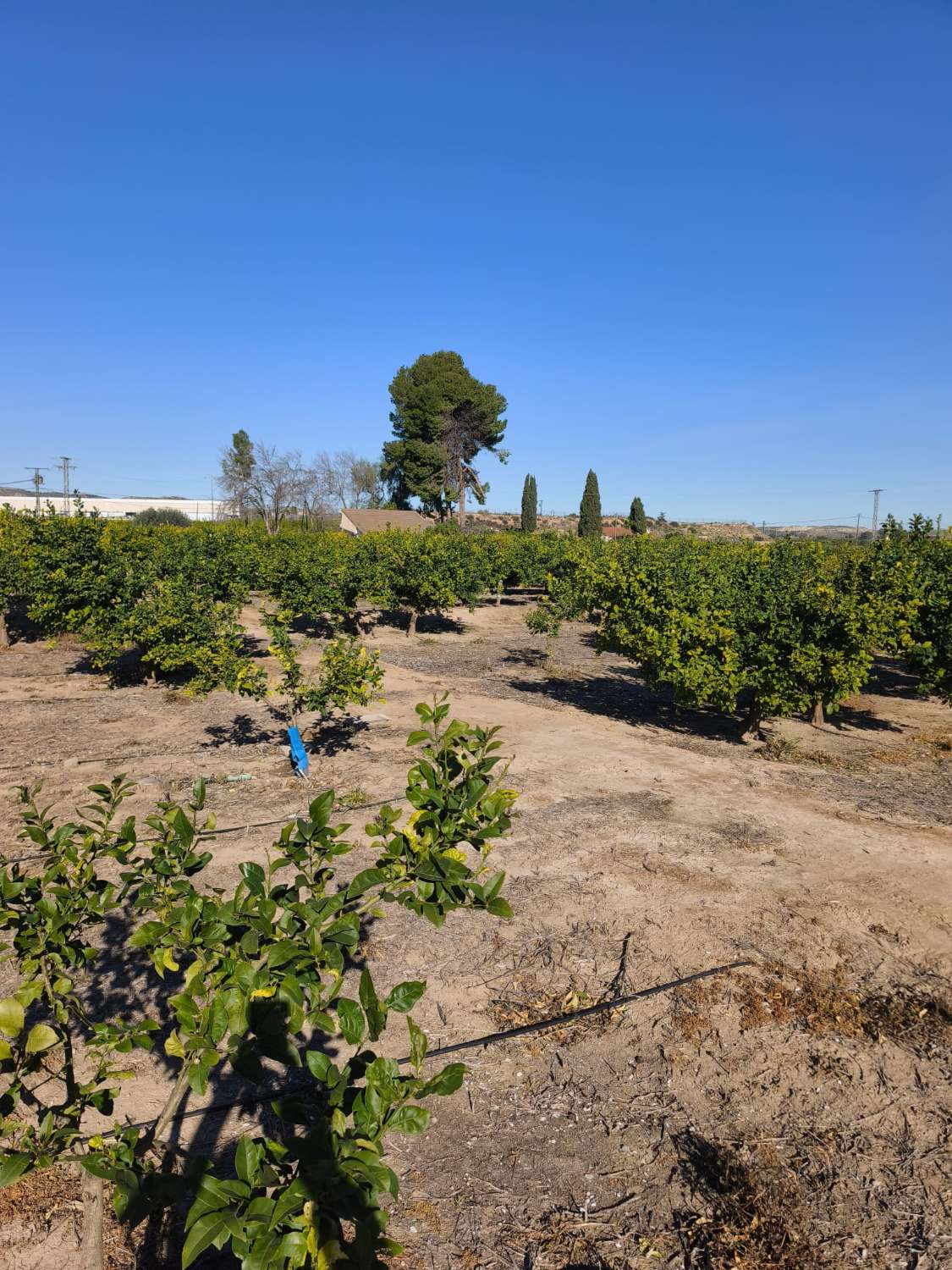 Finca rústica con casa en Librilla (Murcia)