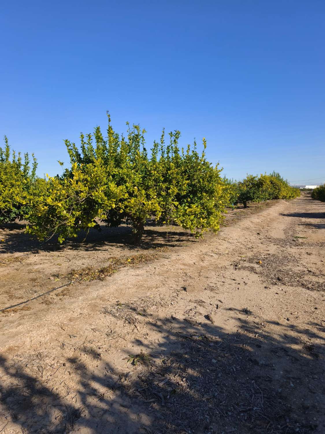 Finca rústica con casa en Librilla (Murcia)