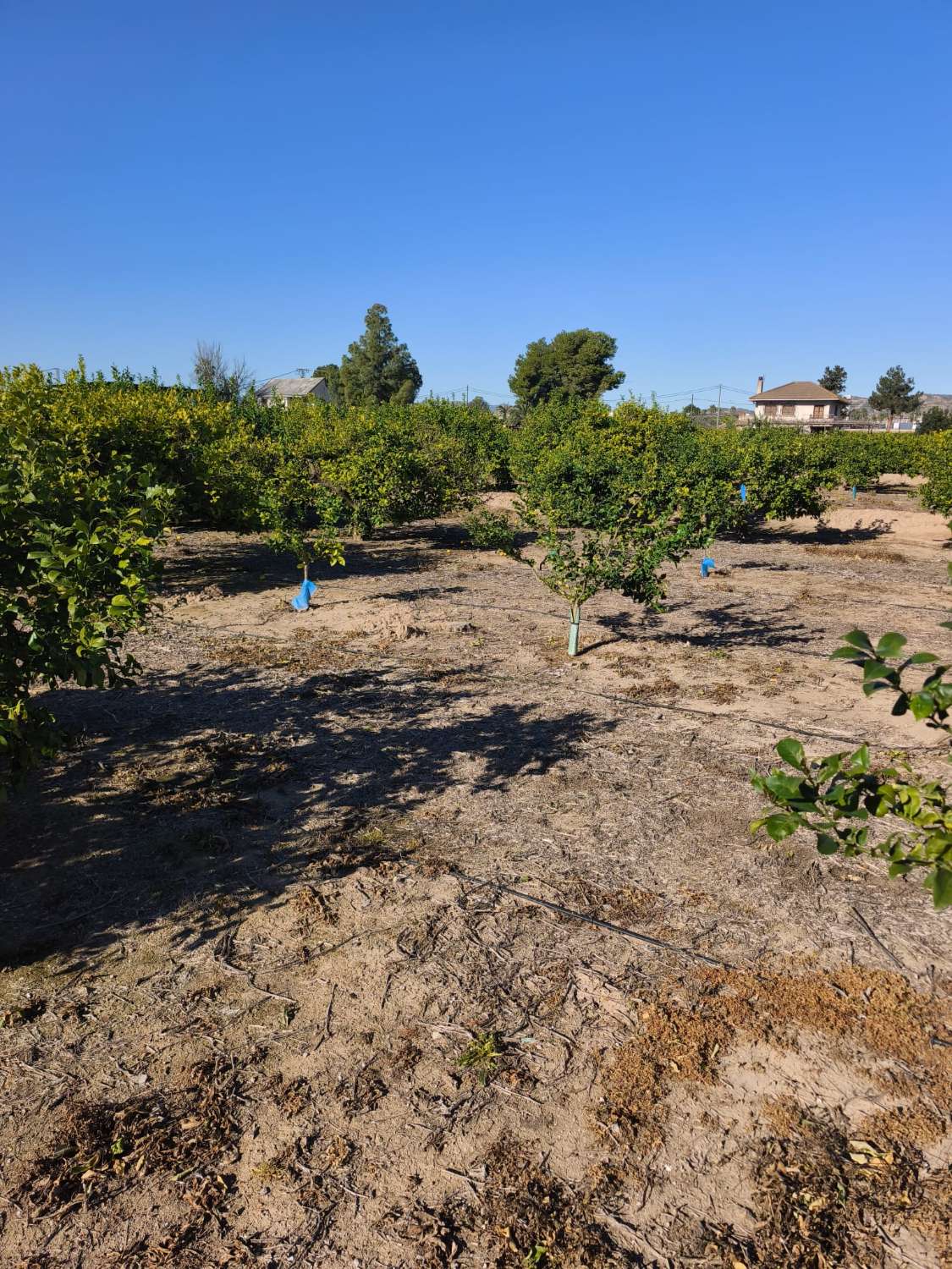 Finca rústica con casa en Librilla (Murcia)