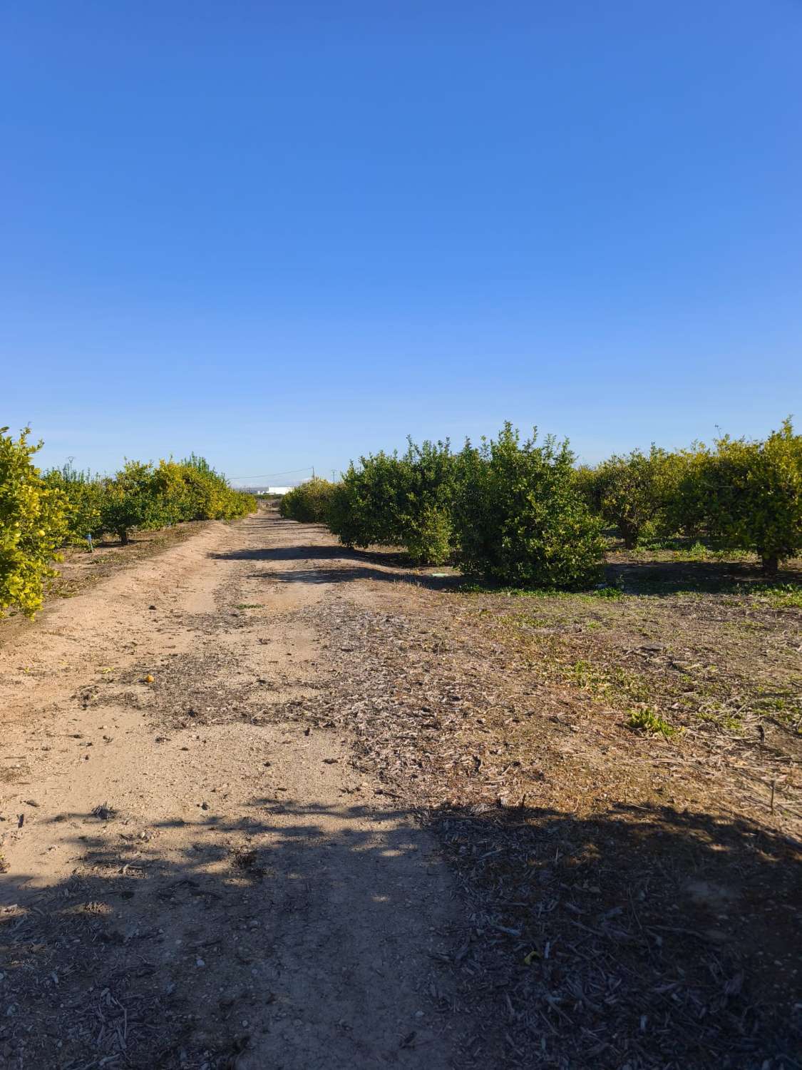 Finca rústica con casa en Librilla (Murcia)
