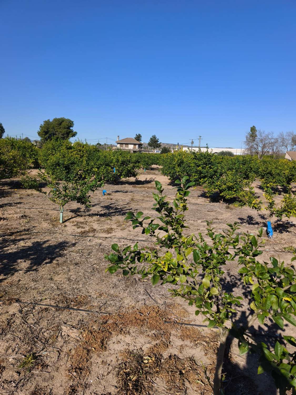 Finca rústica con casa en Librilla (Murcia)